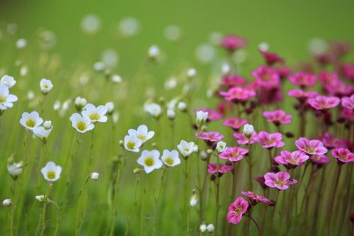 champ de fleurs